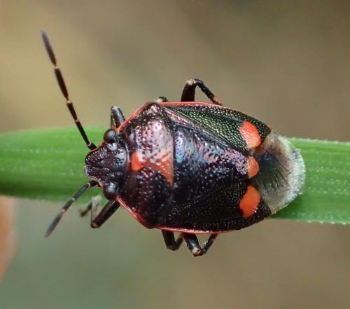 Réf. 260 942 : Eurydema oleracea